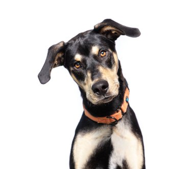 İzole bir arka planda sevimli bir köpek. 