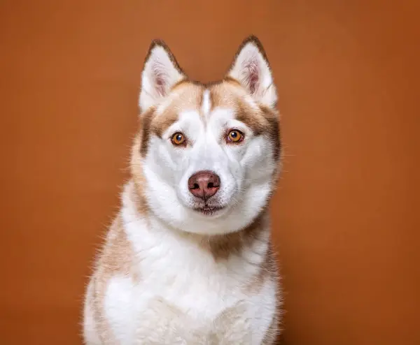 Netter Hund Auf Isoliertem Hintergrund — Stockfoto