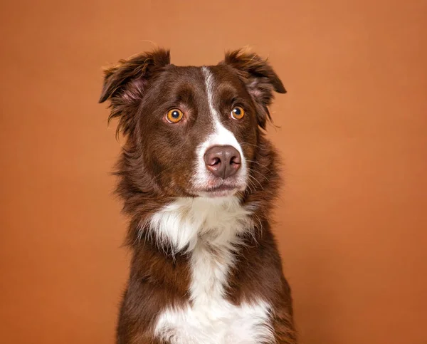 Zole Bir Arka Planda Sevimli Bir Köpek — Stok fotoğraf