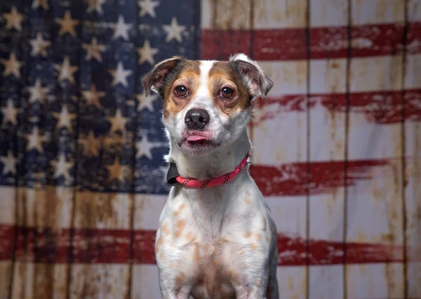 Lindo Perro Fondo Patriótico Bandera Americana — Foto de Stock