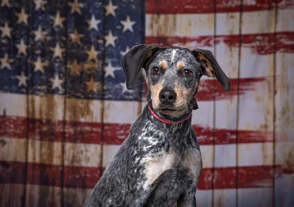 Bonito Cão Uma Bandeira Americana Patriótico Fundo — Fotografia de Stock