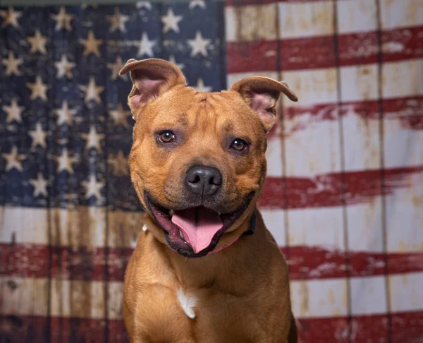 Ładny Pies Amerykańskiej Fladze Patriotyczne Tło — Zdjęcie stockowe