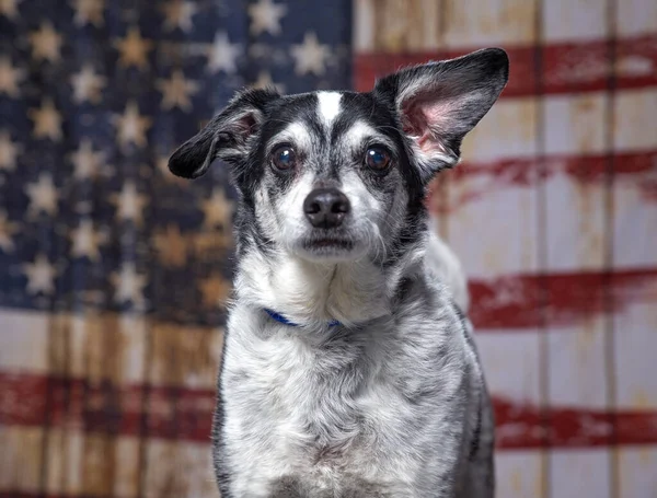 Bonito Cão Uma Bandeira Americana Patriótico Fundo — Fotografia de Stock