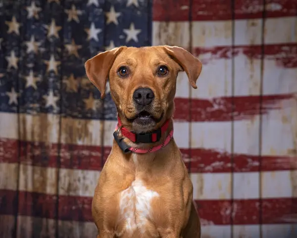 cute dog on an American flag patriotic background