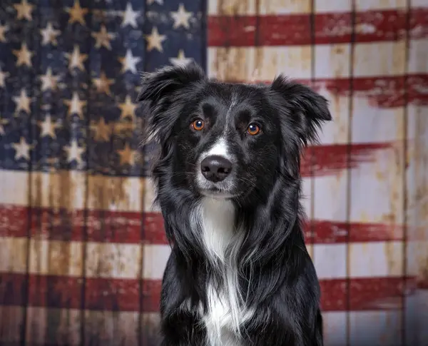 アメリカの国旗愛国的な背景にかわいい犬 ストック写真