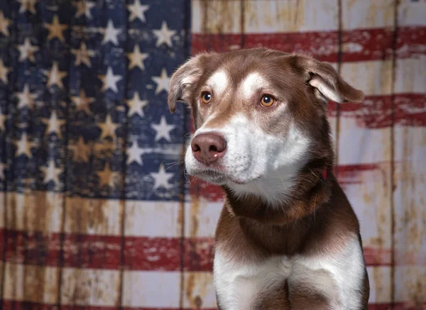 アメリカの国旗愛国的な背景にかわいい犬 ロイヤリティフリーのストック画像