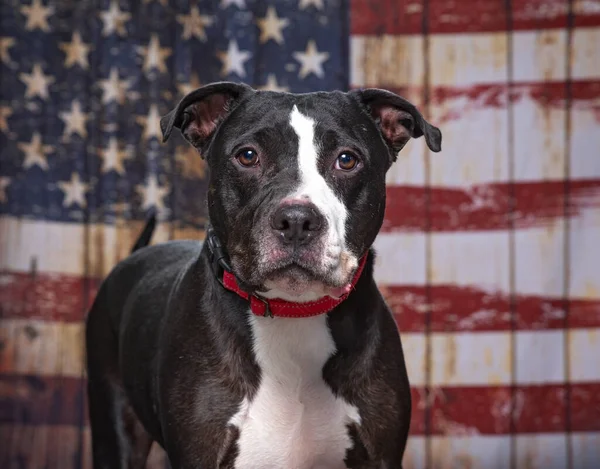 美国国旗爱国背景下可爱的狗 免版税图库图片