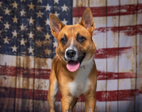 Χαριτωμένο Σκυλί Μια Αμερικανική Σημαία Πατριωτικό Υπόβαθρο Εικόνα Αρχείου