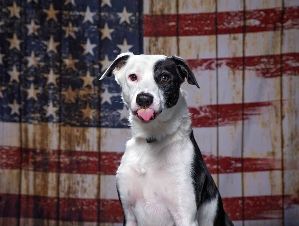 Lindo Perro Fondo Patriótico Bandera Americana Imagen de archivo