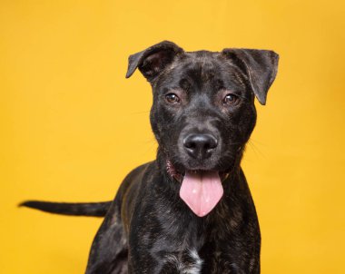 İzole bir arka planda sevimli bir köpek. 