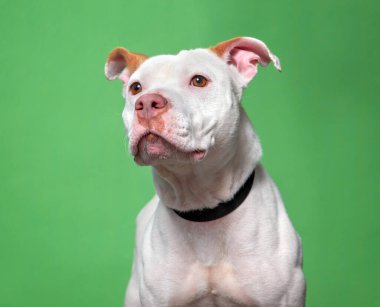 İzole bir arka planda sevimli bir köpek. 