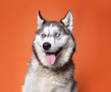 İzole bir arka planda sevimli bir köpek. 