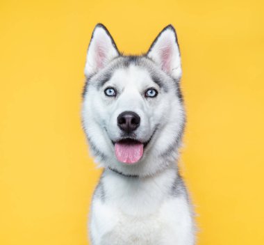 İzole bir arka planda sevimli bir köpek. 