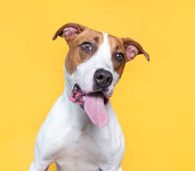 İzole bir arka planda sevimli bir köpek. 