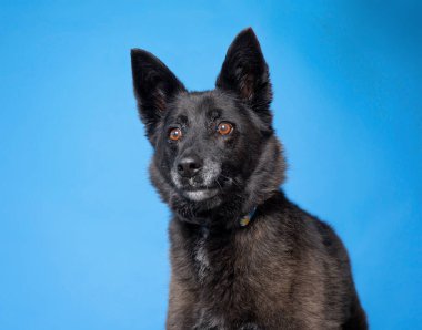 İzole bir arka planda sevimli bir köpek. 