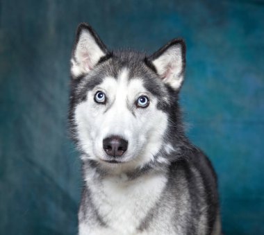 İzole bir arka planda sevimli bir köpek. 