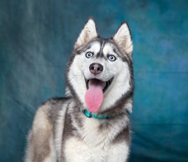 İzole bir arka planda sevimli bir köpek. 