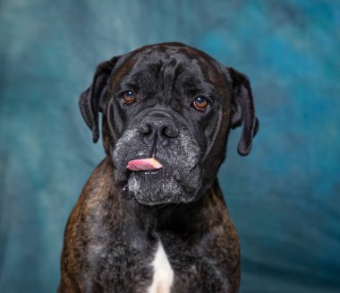 İzole bir arka planda sevimli bir köpek. 