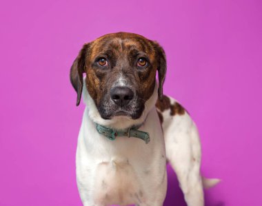 İzole bir arka planda sevimli bir köpek. 
