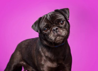 İzole bir arka planda sevimli bir köpek. 