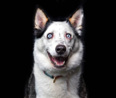 İzole bir arka planda sevimli bir köpek. 