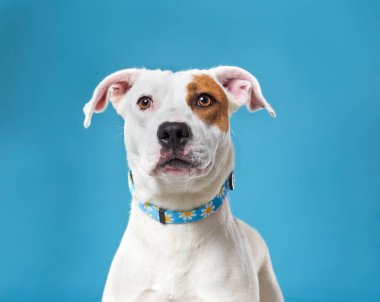 İzole bir arka planda sevimli bir köpek. 