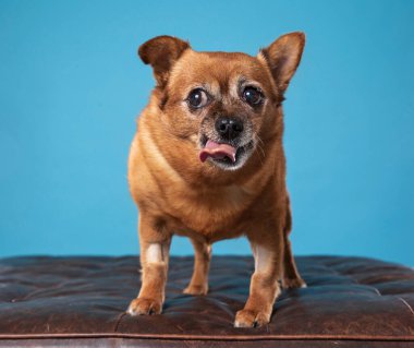 İzole bir arka planda sevimli bir köpek. 