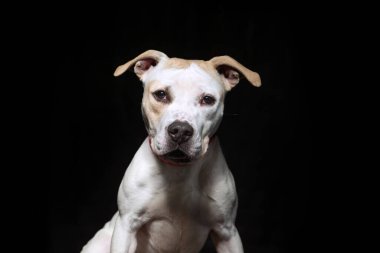 İzole bir arka planda sevimli bir köpek. 