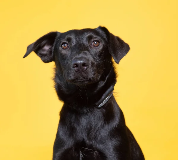 Schattig Hond Een Geïsoleerde Achtergrond — Stockfoto