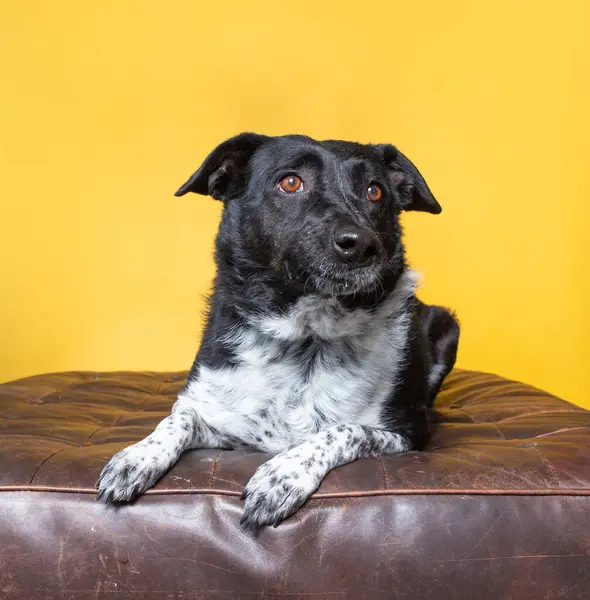 İzole bir arka planda sevimli bir köpek. 