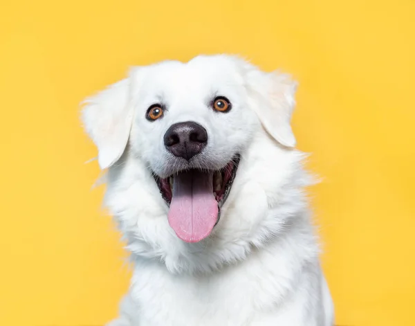 Милий Собака Ізольованому Фоні — стокове фото