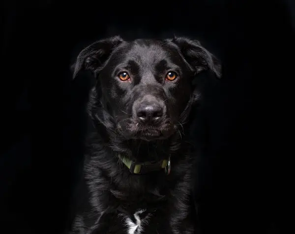 Söt Hund Isolerad Bakgrund — Stockfoto