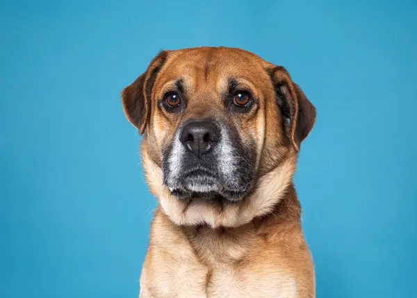 Schattig Hond Een Geïsoleerde Achtergrond — Stockfoto