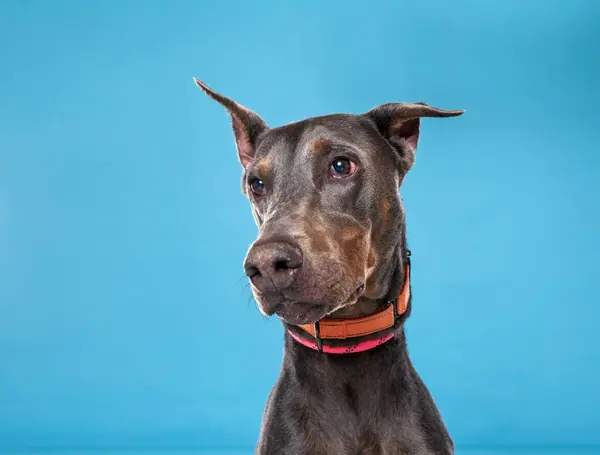 Zole Bir Arka Planda Sevimli Bir Köpek — Stok fotoğraf