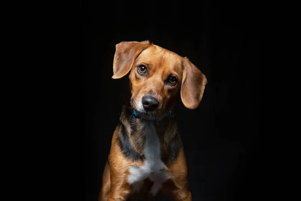 Roztomilý Pes Izolovaném Pozadí — Stock fotografie
