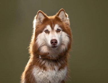 İzole bir arka planda sevimli bir köpek. 