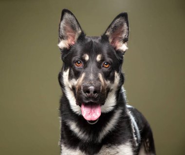 İzole bir arka planda sevimli bir köpek. 