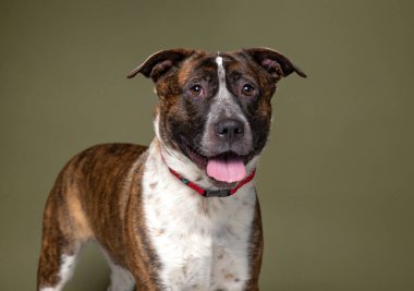 İzole bir arka planda sevimli bir köpek. 