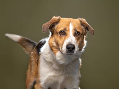 İzole bir arka planda sevimli bir köpek. 