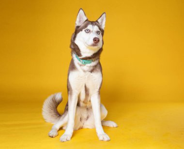 İzole bir arka planda sevimli bir köpek. 