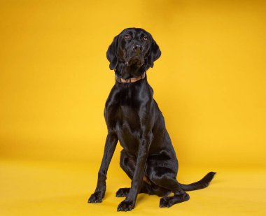 İzole bir arka planda sevimli bir köpek. 