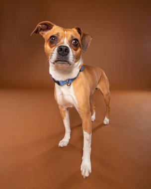 İzole bir arka planda sevimli bir köpek. 