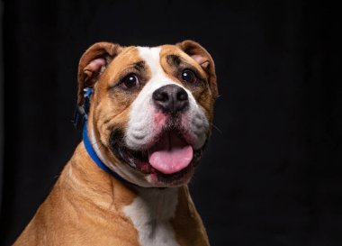 İzole bir arka planda sevimli bir köpek. 