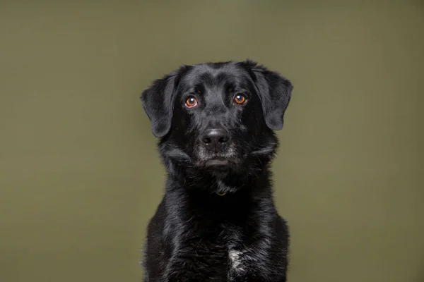 Söt Hund Isolerad Bakgrund — Stockfoto
