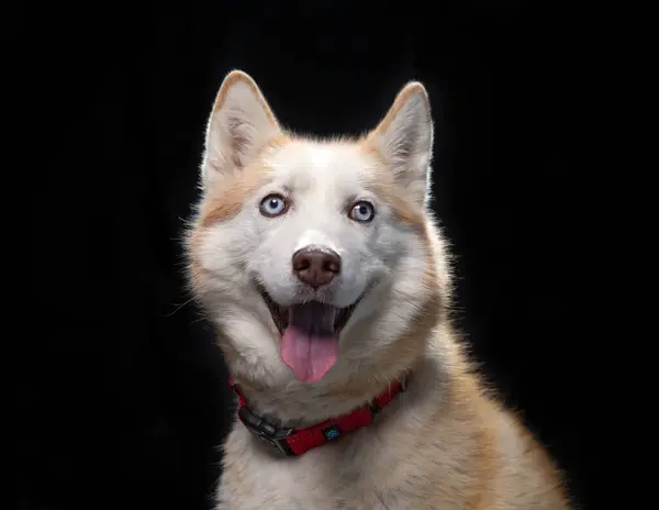 Милая Собака Изолированном Фоне — стоковое фото