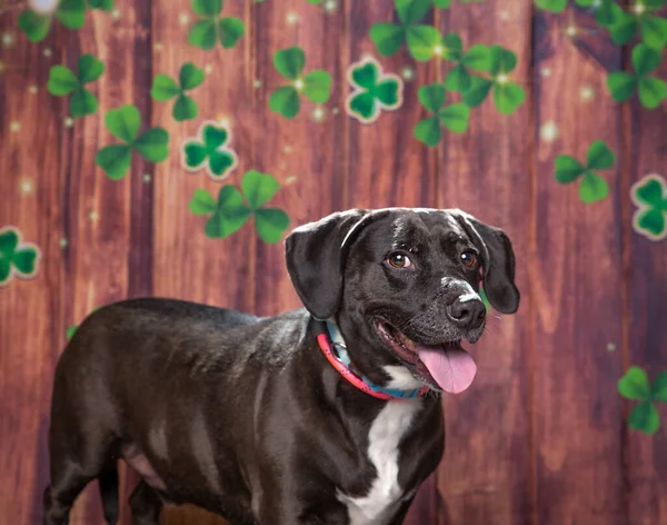 cute dog on a St. Patrick day clover and wood background