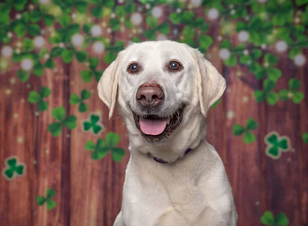 Cute Dog Patrick Day Clover Wood Background — Stock Photo, Image