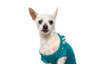 İzole bir sonbahar arkaplanının önündeki şirin bir köpeğin stüdyo fotoğrafı.