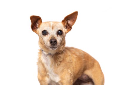 İzole edilmiş bir arka planda sevimli bir köpeğin stüdyo fotoğrafı.