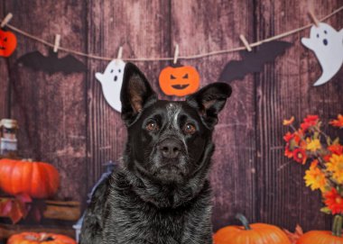 İzole edilmiş bir arka planda sevimli bir köpeğin stüdyo fotoğrafı.